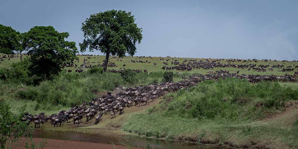 Tanzania Safaris