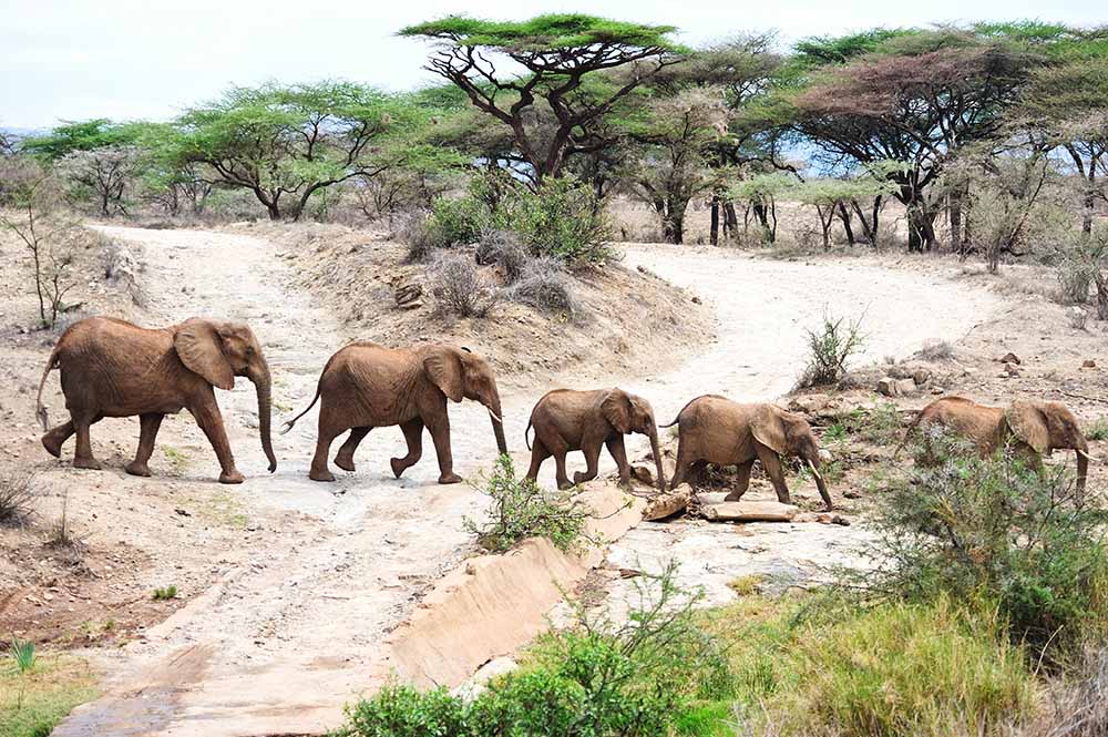 Unforgettable Luxury Group Safari