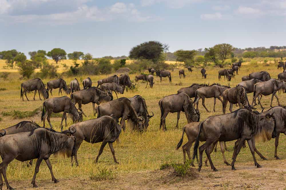 Unforgettable Luxury Group Safari