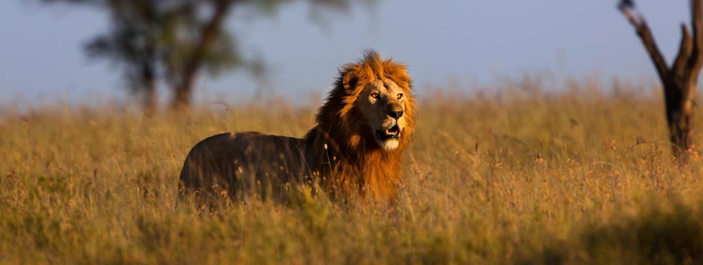 Tanzania Safari High Season