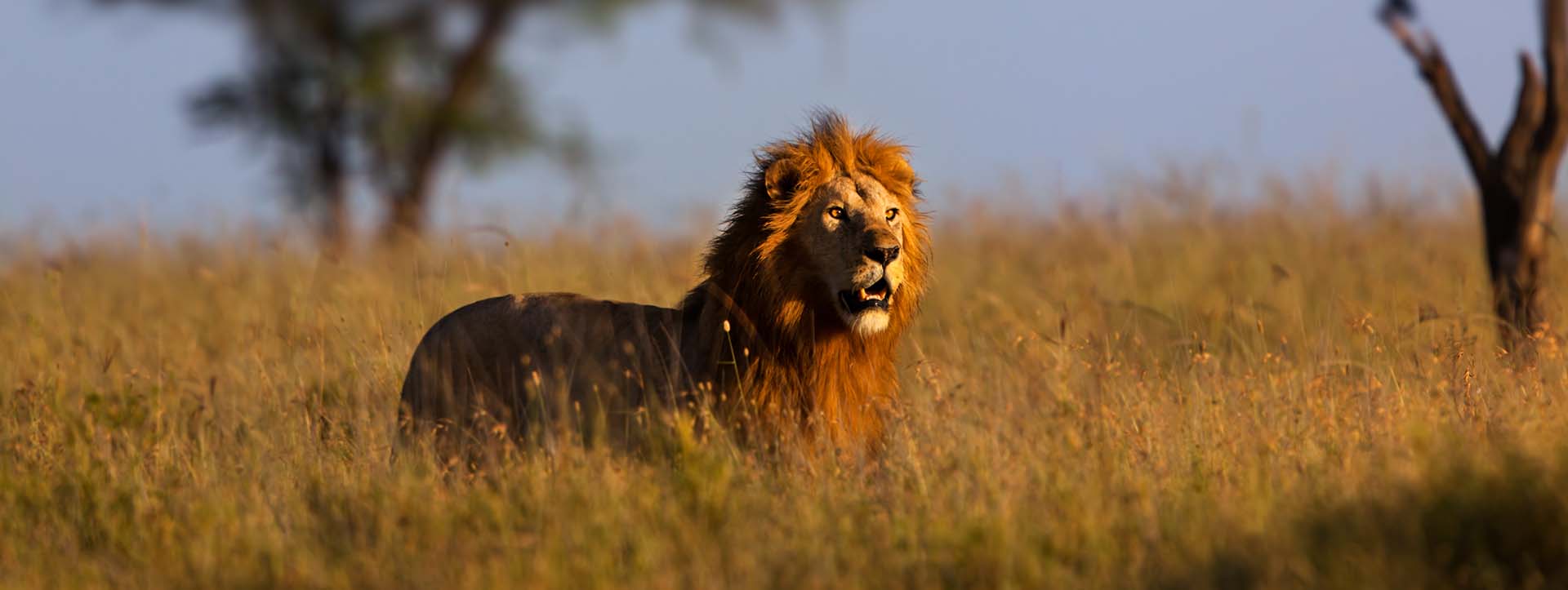 Tanzania Safari High Season