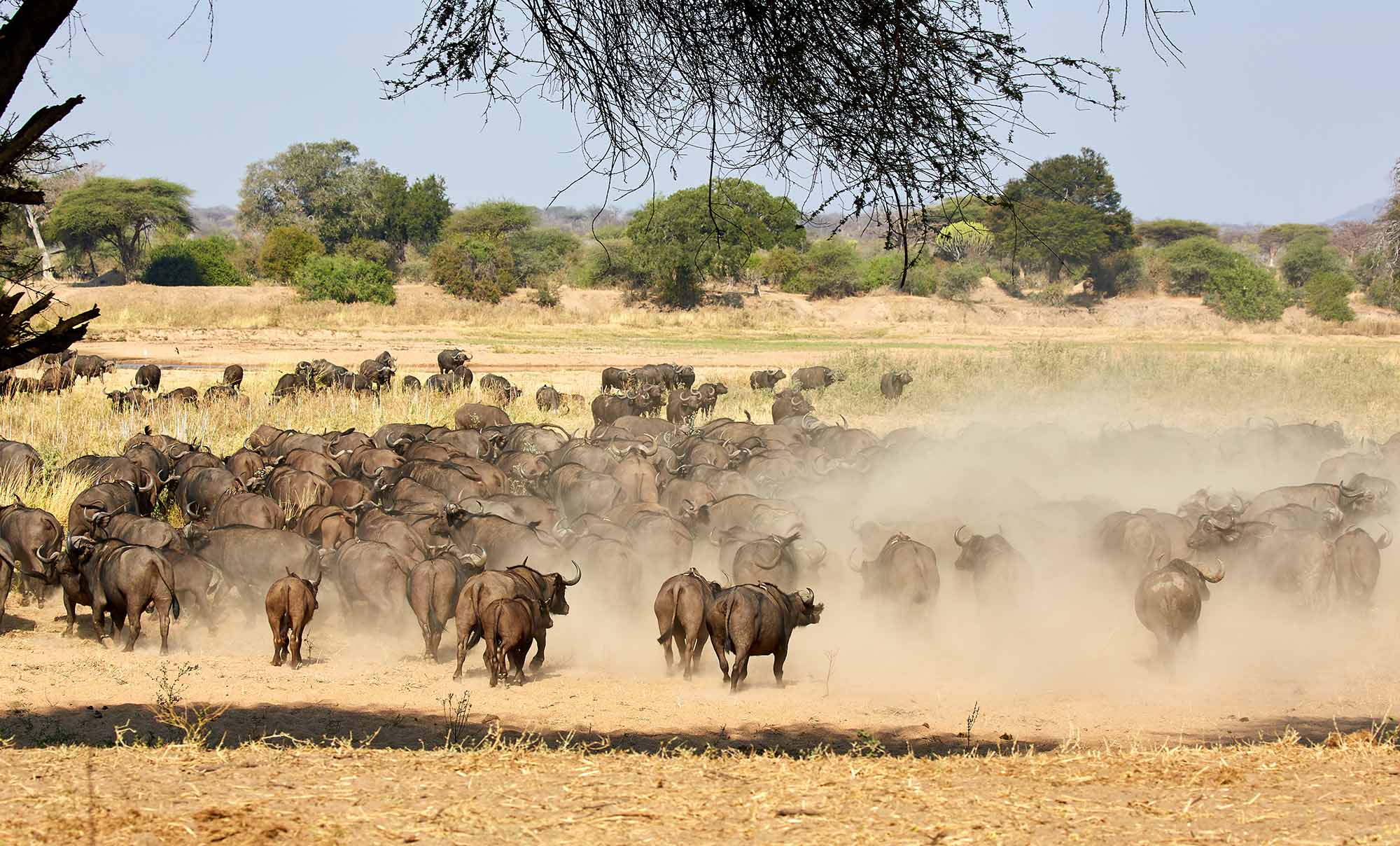 Tanzania Low Safari Season