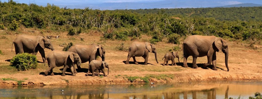Tanzania Low Safari Season