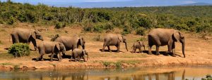 Tanzania Low Safari Season