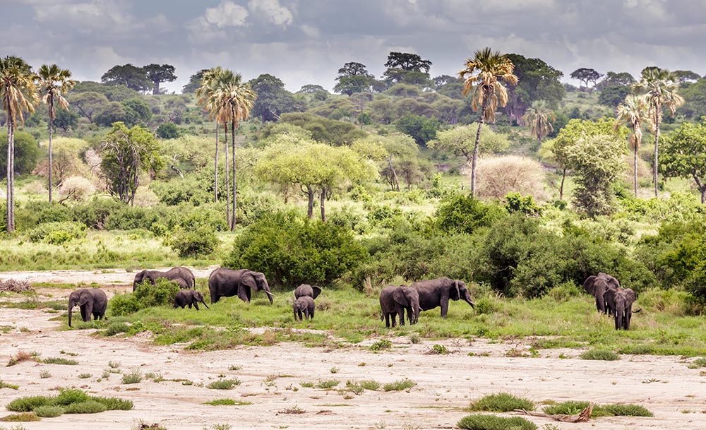 Tanzania Safari High Season