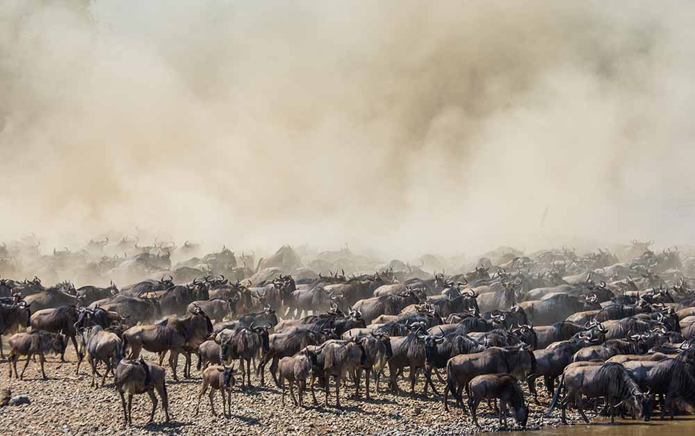 Great Migration in Tanzania