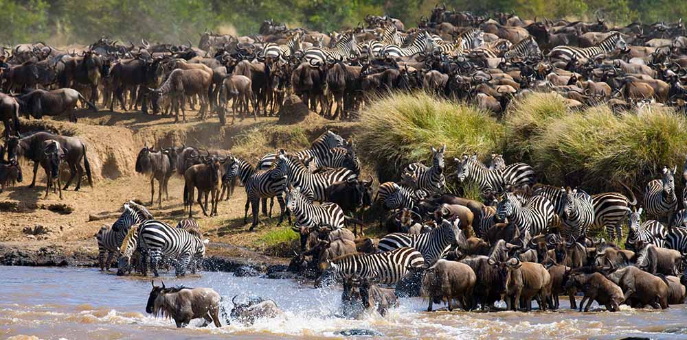 Great Migration in Tanzania
