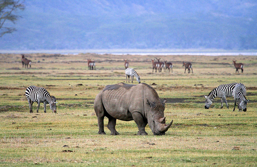 Extraordinary Tanzania