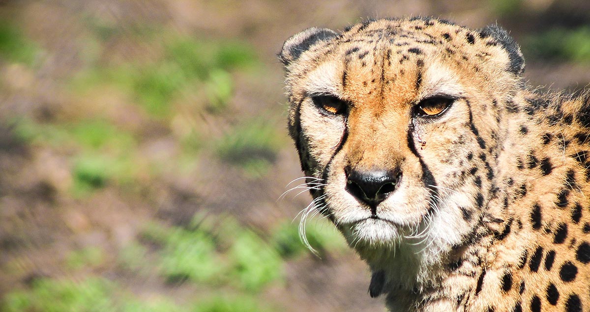 cheetah